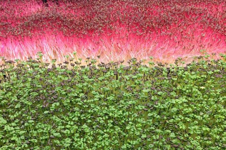 Microgreens grown under LED lights at 80 Acres Farms.