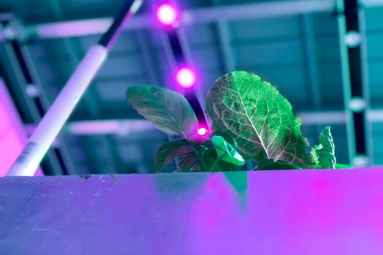 80 Acres farm in St. Bernard is one of the world’s first fully automated indoor farms.