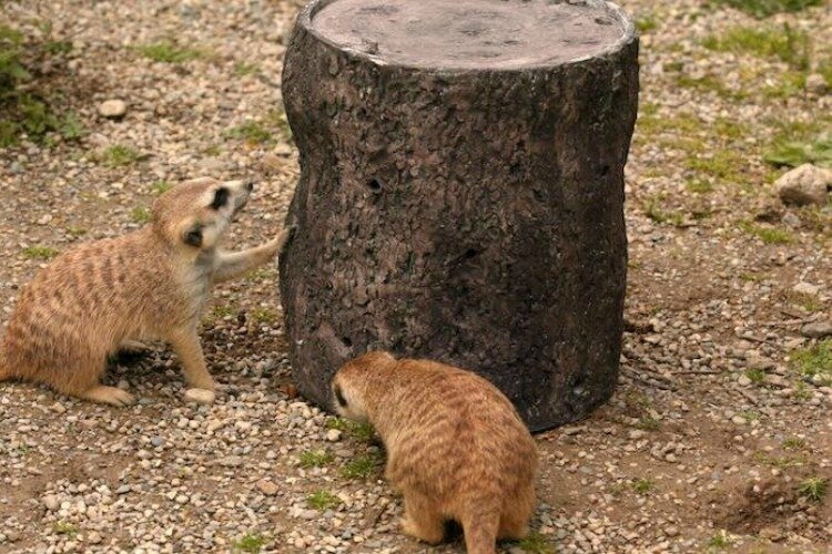 The Meerkats explore their new feeder.
