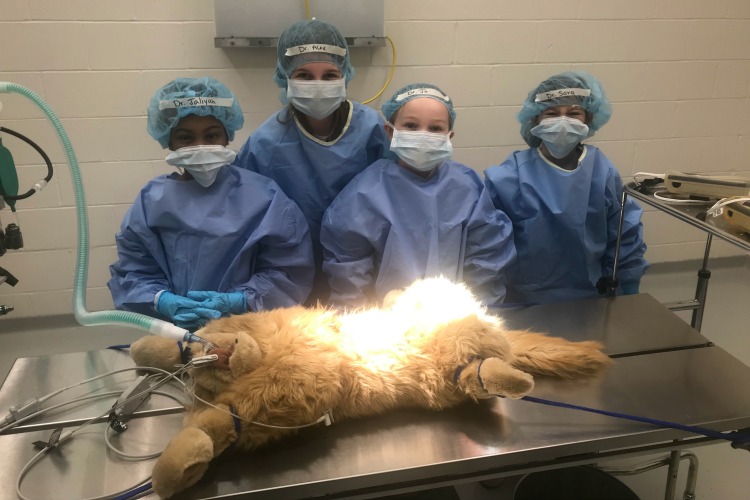 "Operating" on animals at UC Blue Ash College's vet tech program. 