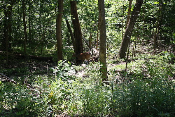 The trails in Tower Park are wooded, making it a great spot to view fauna.