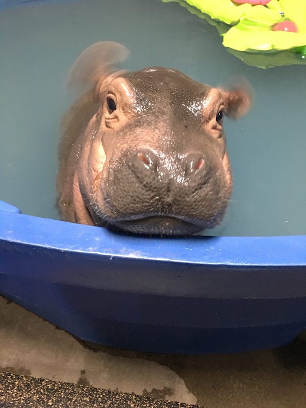 Fiona caught mid-ear wiggle while chilling in her pool.