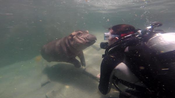 Jen Meeks, the Zoo's head diver, helped teach Fiona to "dive" like a hippo.