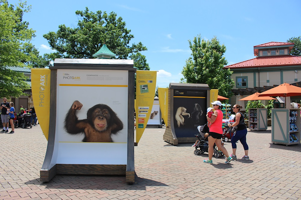 The National Geographic Photo Ark is on display at the Cincinnati Zoo until Aug. 20.