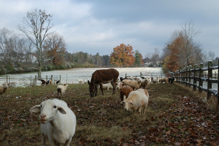 The sheep at Turner Farm have their own guardian donkey.