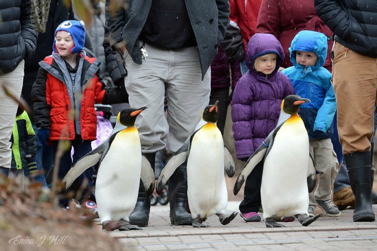 Visitors love walking with birds during the Penguin Parades.