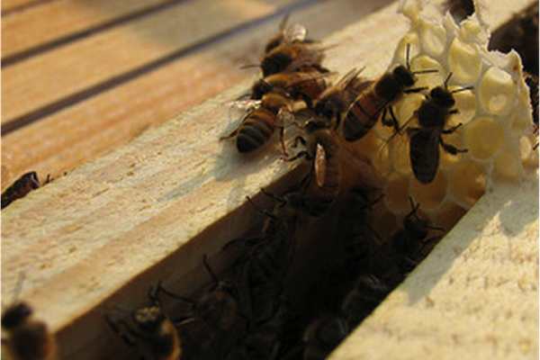 On the zoo's farm, honeybees are responsible for pollinating one-third of the crops.