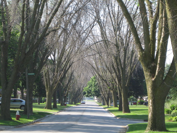 A still from "Trees in Trouble" of dead ash trees along a suburban street.