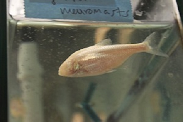 This blind cavefish is the focus of two new UC biology studies