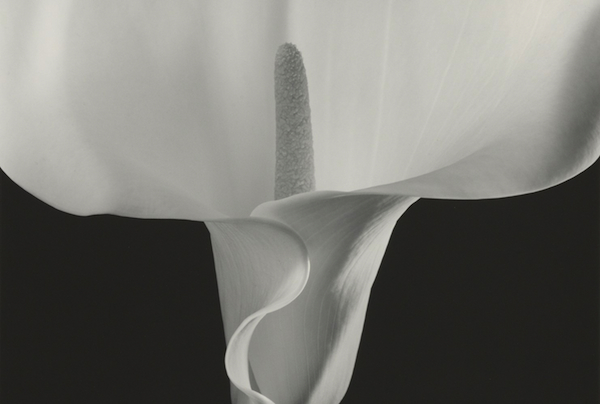 "Calla Lily" was included in Robert Mapplethorpe's 1990 exhibit at the Contemporary Arts Center