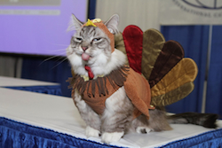 Thanksgiving_cat_turkey_costume_small
