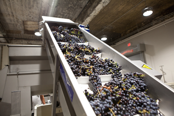 The 2015 grape harvest at The Skeleton Root's winery space on McMicken Avenue