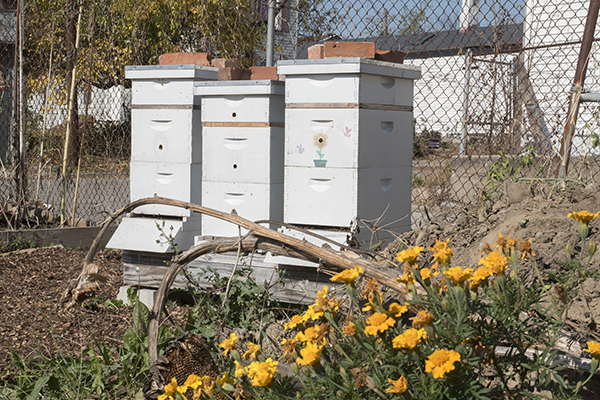 Bees create local honey at the WHRF-managed Concord Garden.