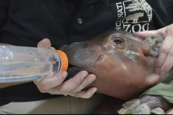 Baby hippo Fiona was born six weeks prematurely, but is doing well.
