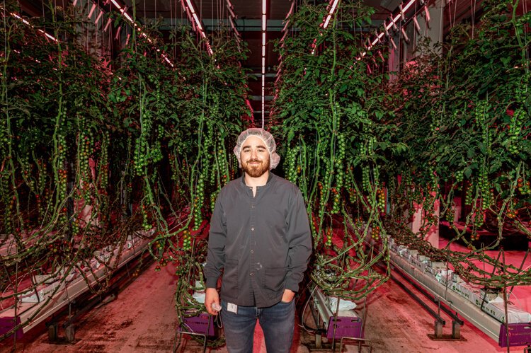 "Tomato Man" David Litvin, manager of the "Vine" farm.