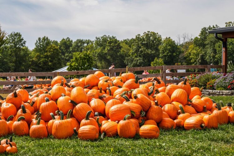 Autumn hayrides and a U-pick pumpkin match have become a signature piece of what Blooms and Berries offers Greater Cincinnati.