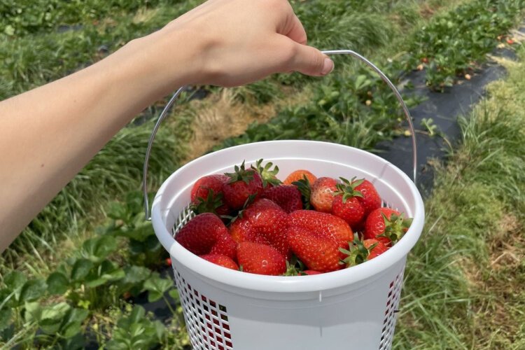 Blooms and Berries was founded in 1999 by the Probst family with an acre of strawberries, fall hayrides and a vision to expand the farm and create an immersive, educational experience.
