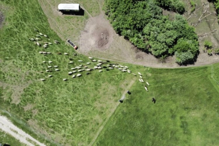 A drone's eye view of Flouish and Roam cattle grazing.