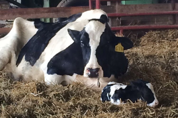 A mother and calf rest in a bale of hay. The milk that the Ed-Mar Dairy's cattle produce is shipped to a Borden dairy in London, KY.