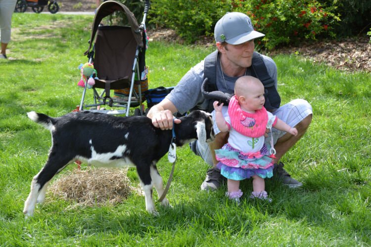 The farm animal petting zoo includes baby goats from Good Green Earth Farm in Bethel, Ohio.
