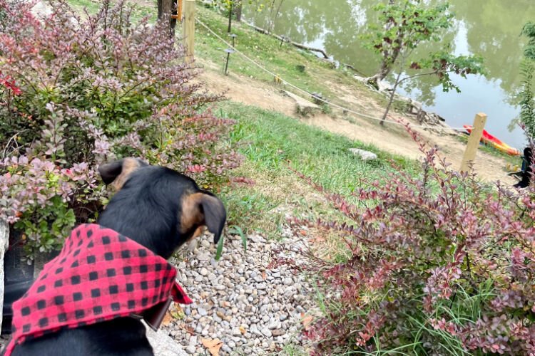 Vincent donned a festive flannel bandana and, upon arrival, found himself captivated by the patio’s scenic river view of the Little Miami River.