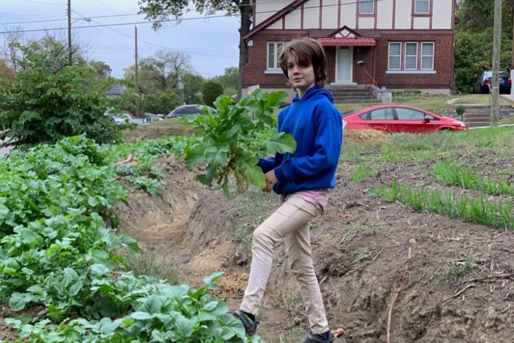 Last year, Farm Apprentice Petra helped in the daikon patch to enrich and hold the hillside of a new garden.