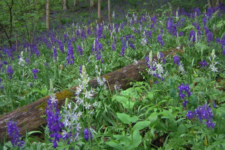 Wild hyacinth and dwarf larkspur are examples of wildflowers at Adams County’s Ohio River Bluffs.
