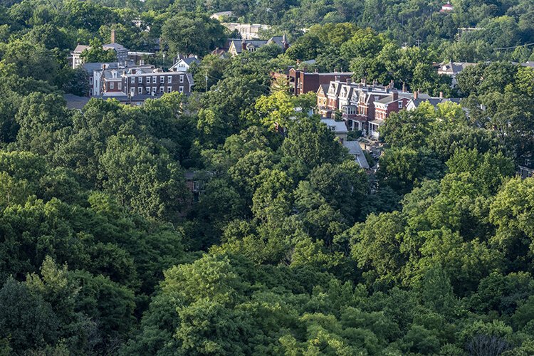 Panorama tour: View of Burnett Woods and some houses on Bishop Ave. from top floor of CT.