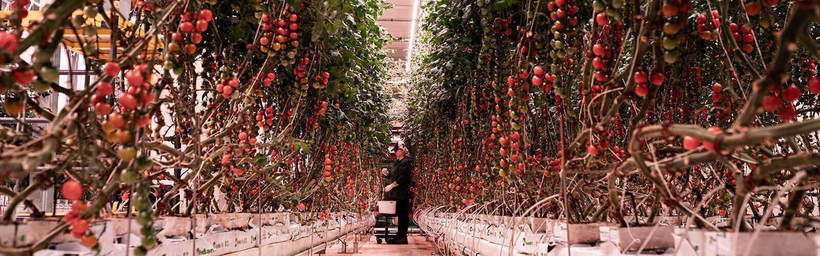 80 Acres' indoor farm in downtown Hamilton.