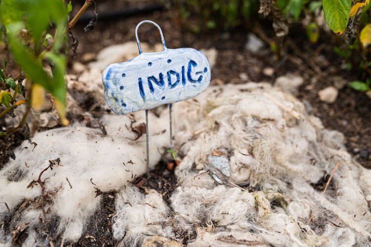 Indigo plants are harvested for use in Guild classes, where students learn the entire process from seed to harvest and application.