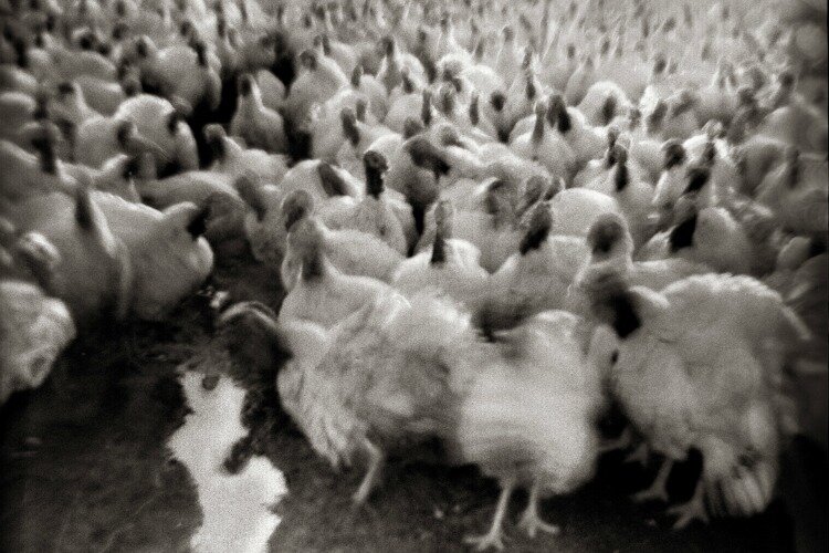 "Turkeys Advance," Albany, Ohio, 1973