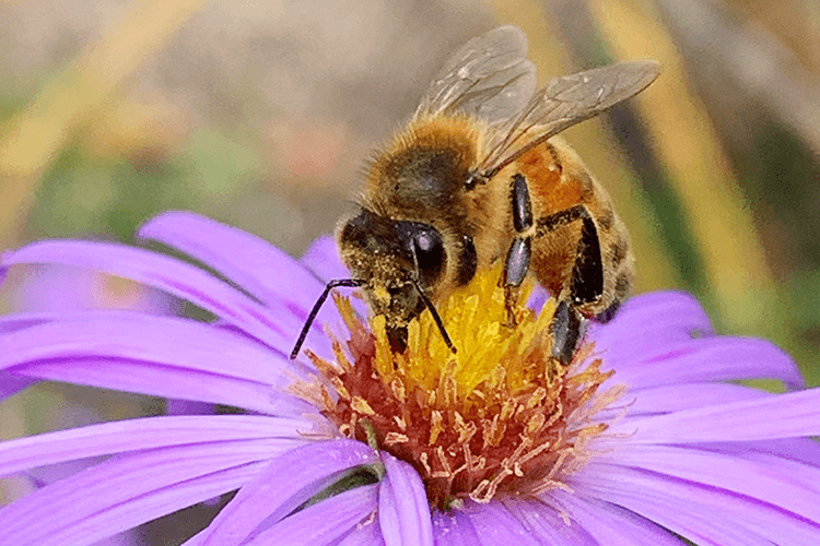 CAM will soon be home to more than 60,000 honeybees.