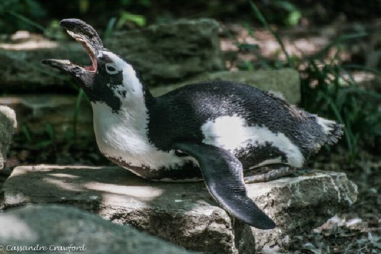An African penguin at the Cincinnati Zoo bonded with a woman dressed in black and white.