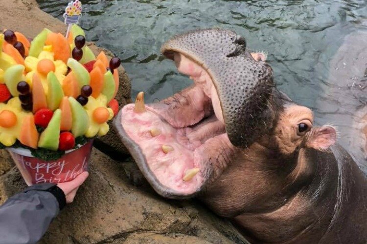 Fiona celebrated her third birthday with cake, a bubble bath, and a fundraiser for Australia.