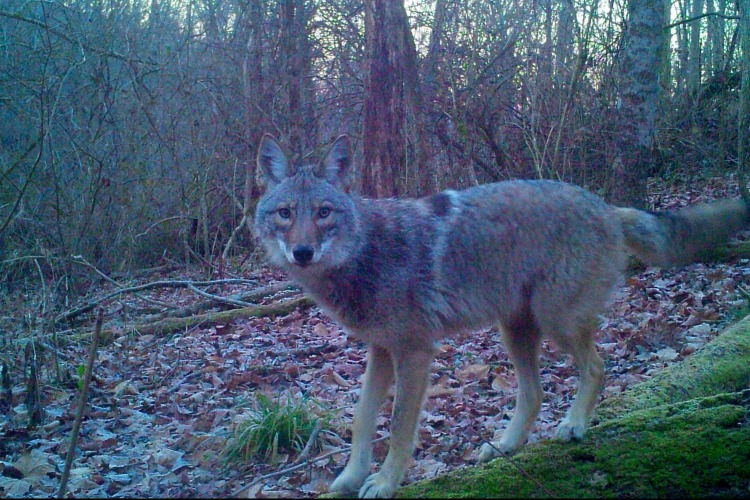 A coyote at Withrow Nature Preserve.