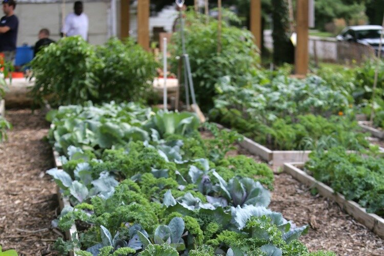 Madisonville's community garden