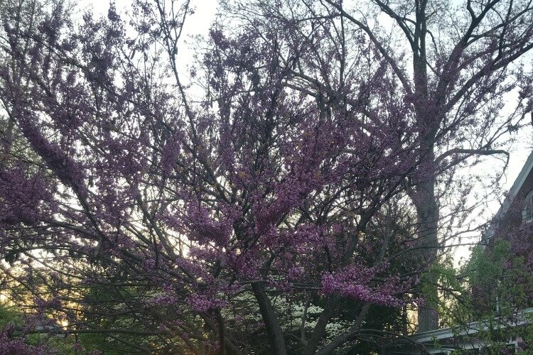 Pictures of this redbud tree have become part of our pay-it-forward plan.