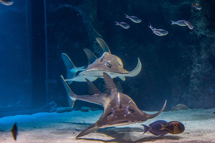 Shark Rays at Newport Aquarium
