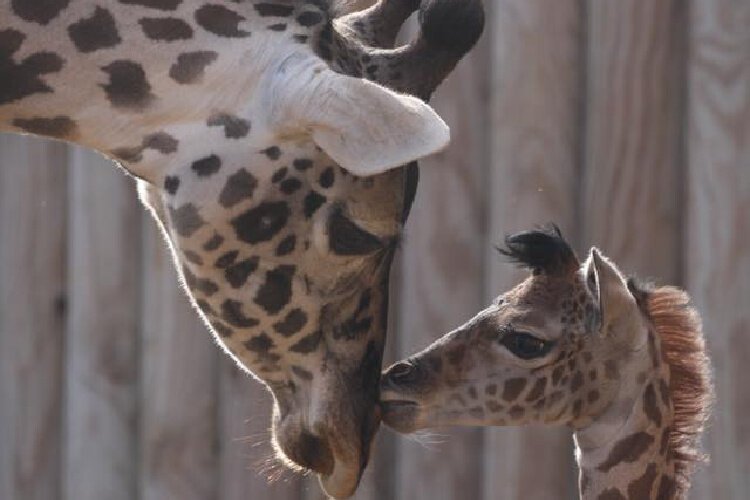 Zookeepers at the have trained all five of their giraffes to willingly participate in their own hoof care.