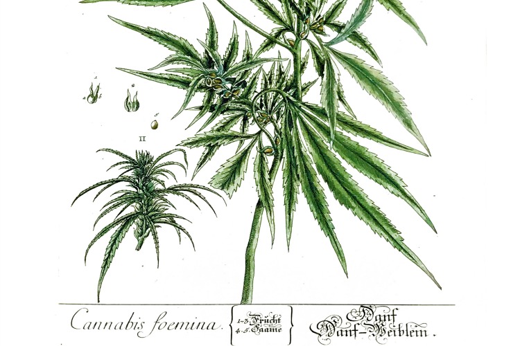 Cannabis foemina: The "female hemp" stalks grow about five foot high and the leaves are a deep green above and a light green underneath.
