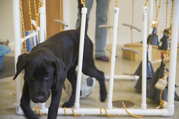 Puppy training room at Circle Tail