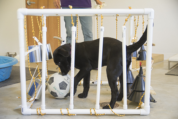 Puppy training room at Circle Tail