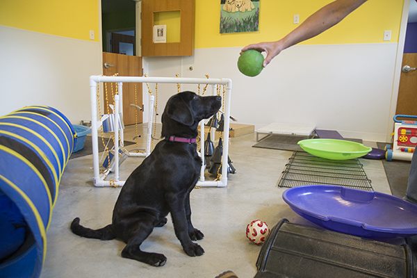 Puppy training room at Circle Tail