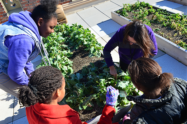 Students tend the rooftop gardens at Rothenberg Academy