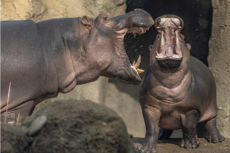 Sick of being stuck inside? So are Bibi and Fiona. See them — and other zoo animals — during Home Safari Facebook Live.