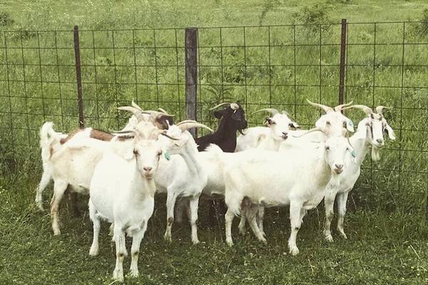 The popular goats of Goebel Park help weed out invasive plantlife.
