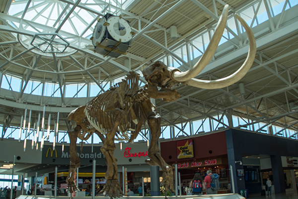 Mastodon skeleton from the Science Museum at Union Terminal currently resides at CVG.