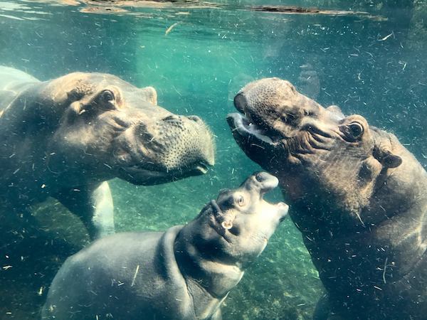 Fiona and her parents, Henry and Bibi