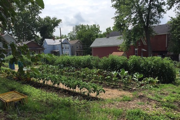  Urban Greens garden in the East End 