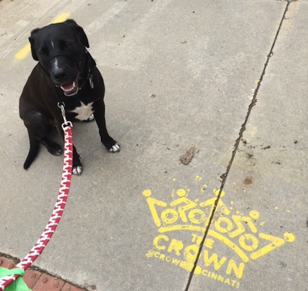 Writer Allison Smith Cohen's dog, Ghost, shows off a CROWN sign along an existing portion of the network near Columbia-Tusculum.